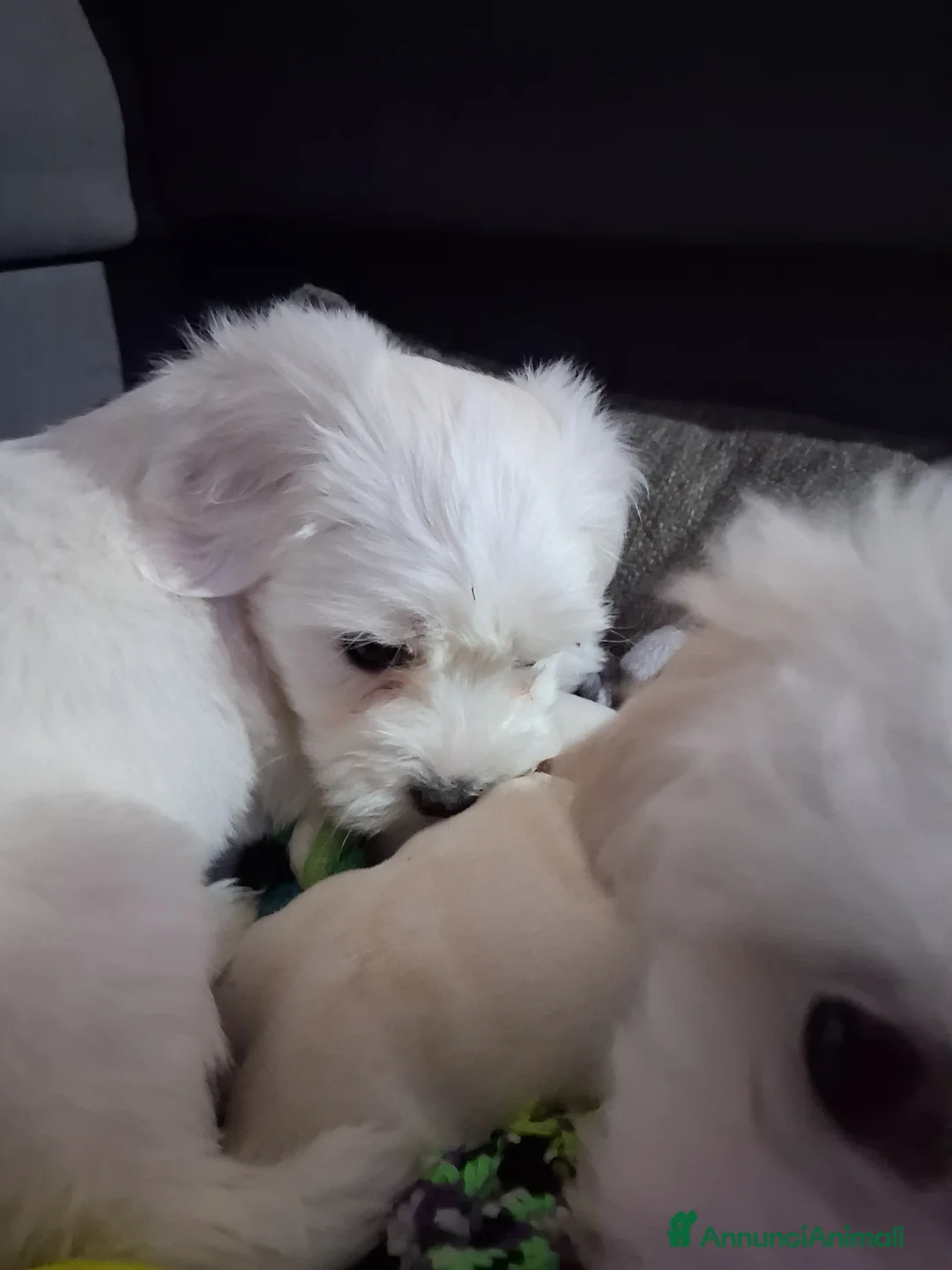 Maltese cani in vendita: Cucciole Maltese - Annuncio 7