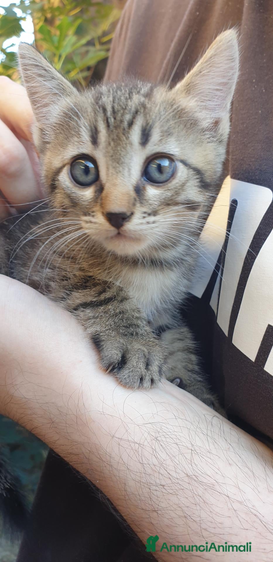 Meticcio gatti Gattino in adozione  - Annuncio 1