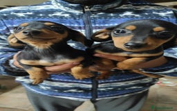 Bassotto cani in vendita: Bassotto Kaninchen a Provincia di Pavia - Immagine 6