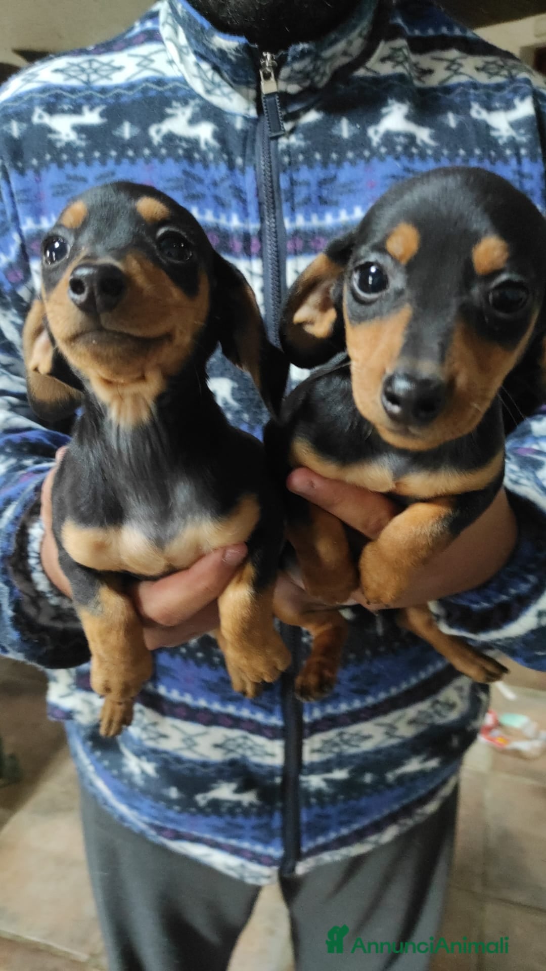 Bassotto cani in vendita: Bassotto Kaninchen a Provincia di Pavia - Immagine 6