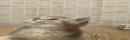 British gatti in vendita: Cuccioli british shorthair - Annuncio 2