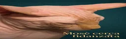 Sphynx gatti per accoppiamento: Sphynx  - Annuncio 2