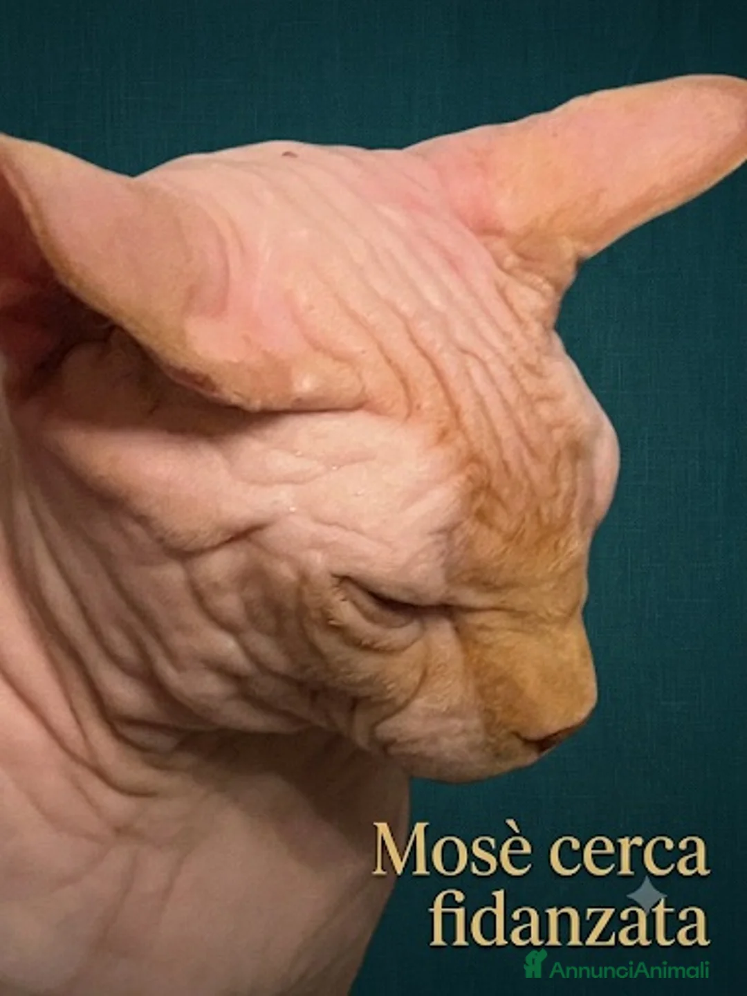 Sphynx gatti per accoppiamento: Sphynx  - Annuncio 2