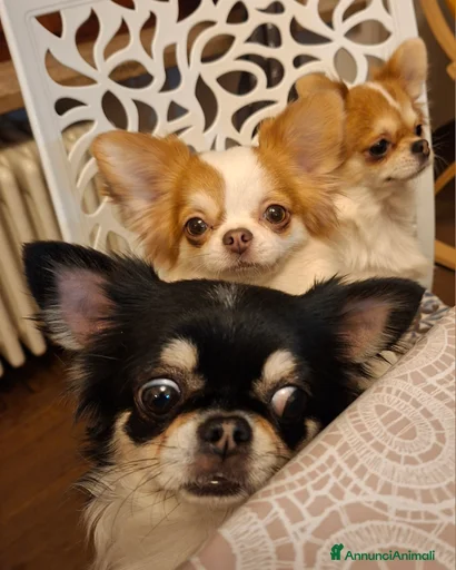 Immagine della galleria {{count}}