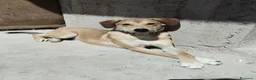 Meticcio cani in regalo: RORY  - Annuncio 2