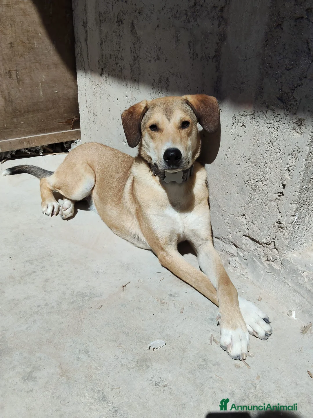 Meticcio cani in regalo: RORY  - Annuncio 2