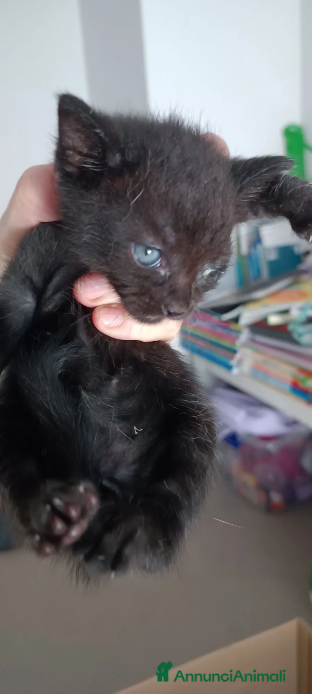 Europeo gatti in regalo: Regalo 5 gattini Foligno  a Provincia di Perugia - Annuncio 5
