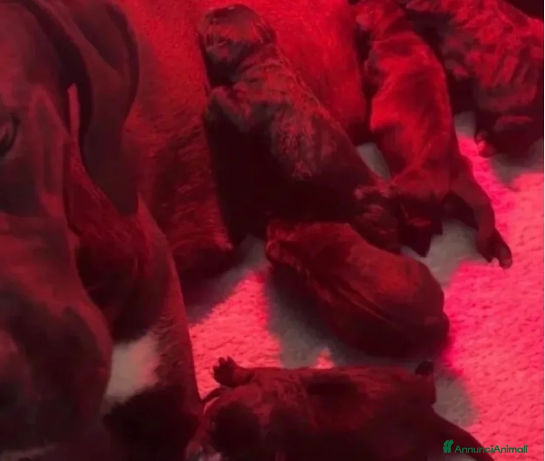 Cane Corso cani in vendita: Cuccioli cane corso con pedigree Enci - Annuncio 2