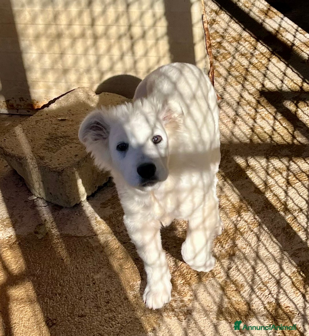 Pastore Maremmano cani in regalo: Vigorsol aspetta una famiglia - Annuncio 7