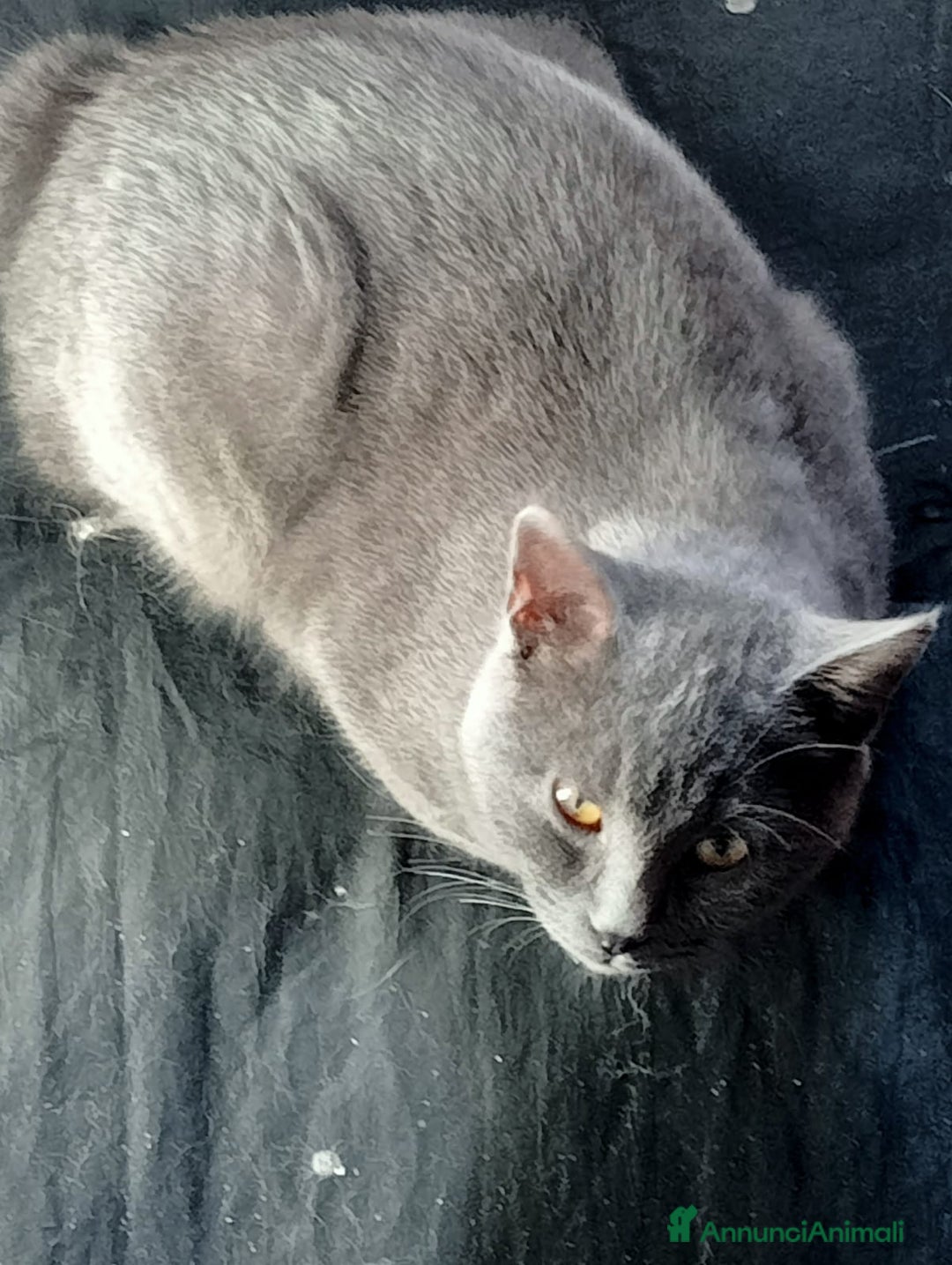 Certosino gatti in regalo: Certosino - Annuncio 4