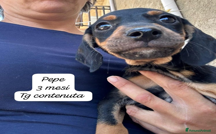 Meticcio cani a Provincia di Monza e della Brianza - Annuncio 4