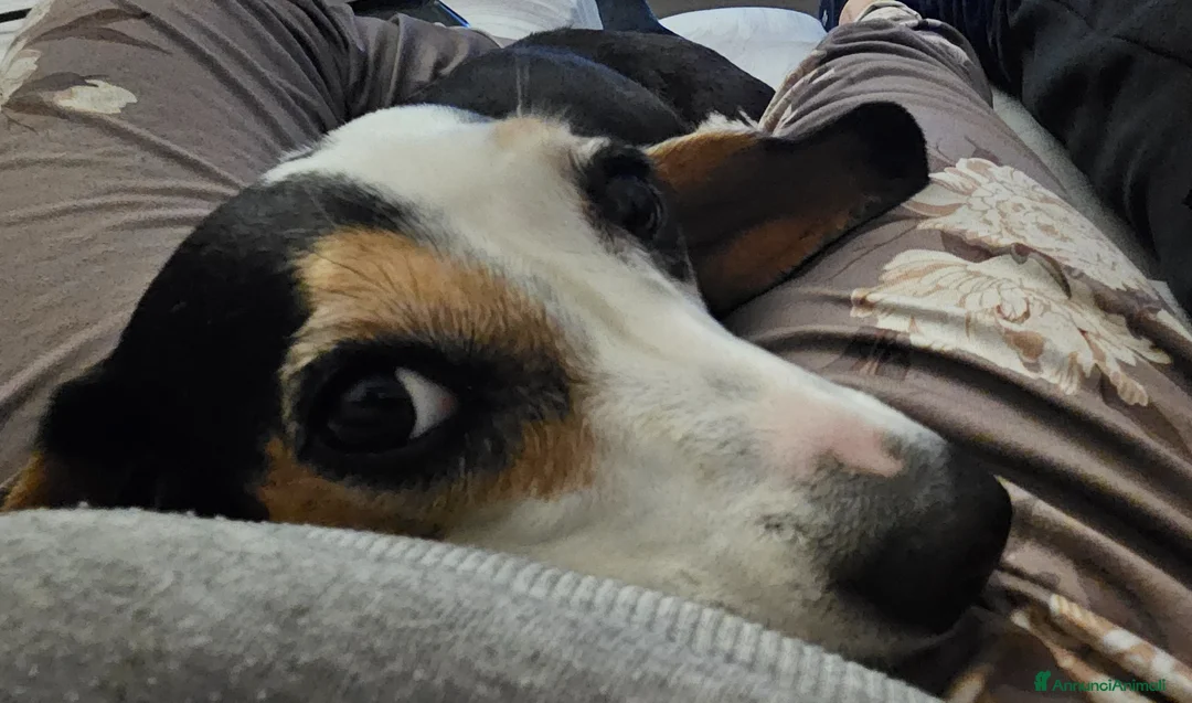 Meticcio cani in regalo: CUCCIOLI ESCLUSI E SOLI a Città Metropolitana di Genova - Annuncio 9