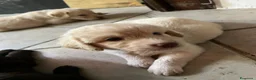 Meticcio cani in vendita: CUCCIOLI CERCANO FAMIGLIA - Annuncio 5