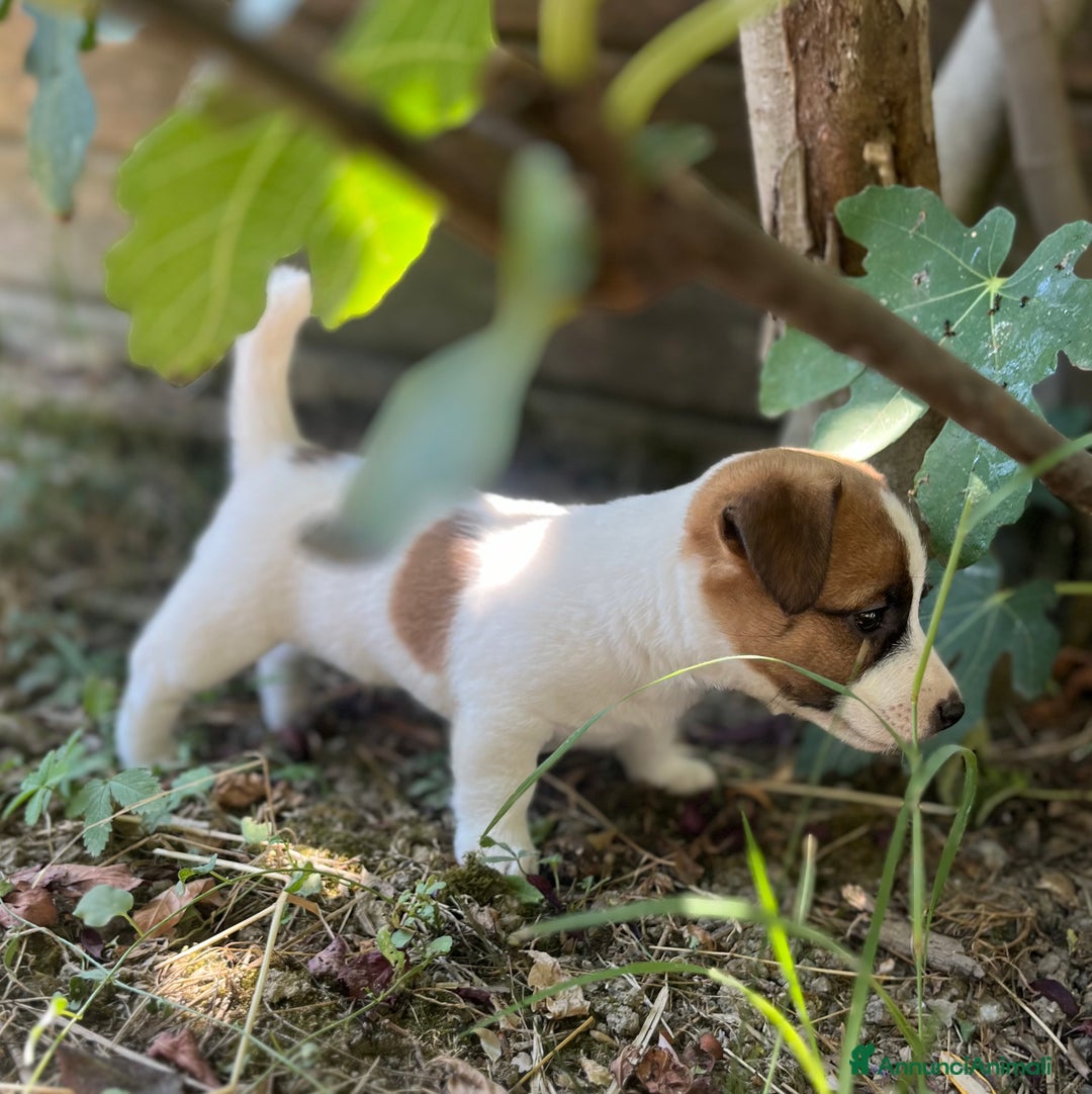Jack Russell cani in vendita: Cuccioli jack russell  a Provincia di Reggio Emilia - Immagine 8