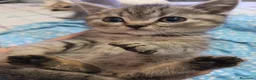 Scottish gatti in vendita: Splendori gattini schottisch Fold è brithish - Annuncio 6