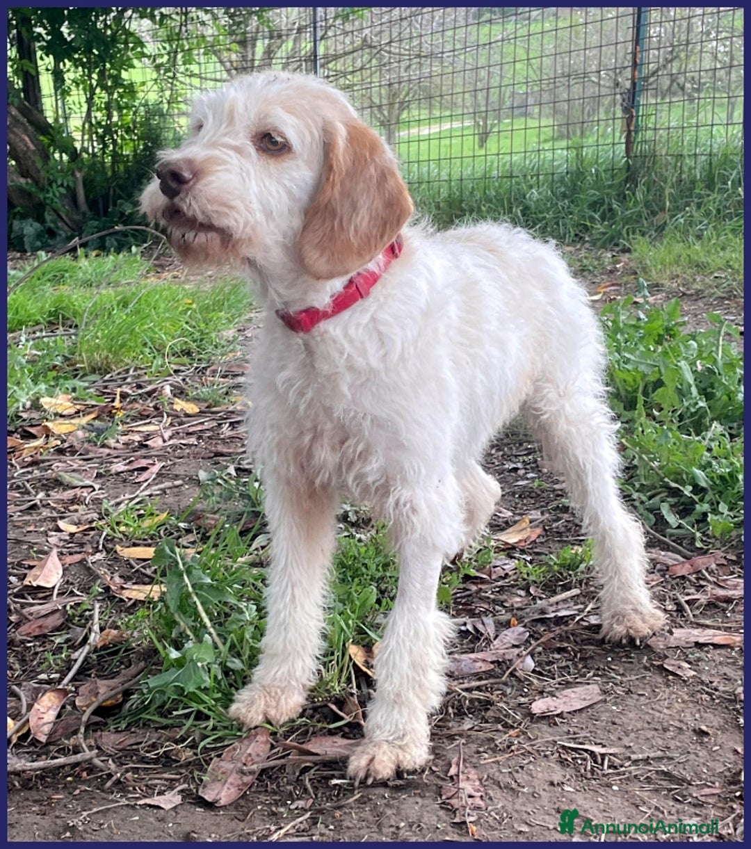 Spinone cani in regalo: SPIGA, TENERA SPINONCINA 3 ANNI, E' TIMOROSA MA PR a Città metropolitana di Milano - Annuncio 7