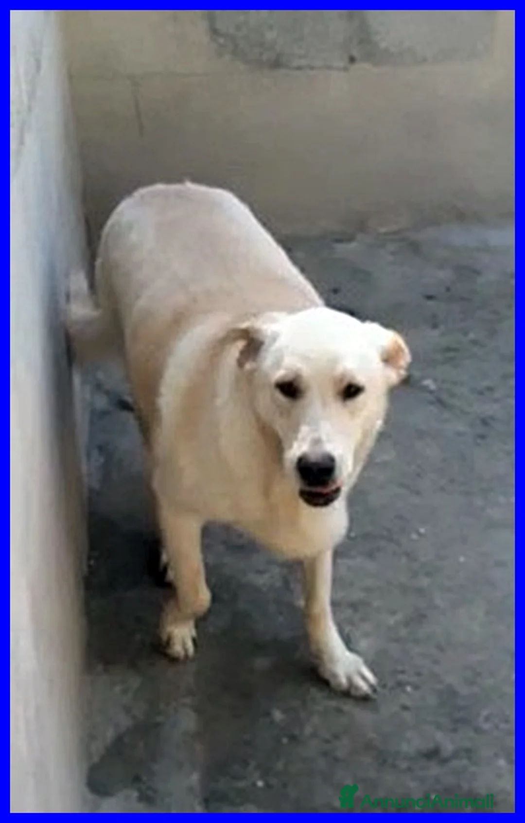 Meticcio cani in regalo: FOLK adorabile pacioccone! - Annuncio 7