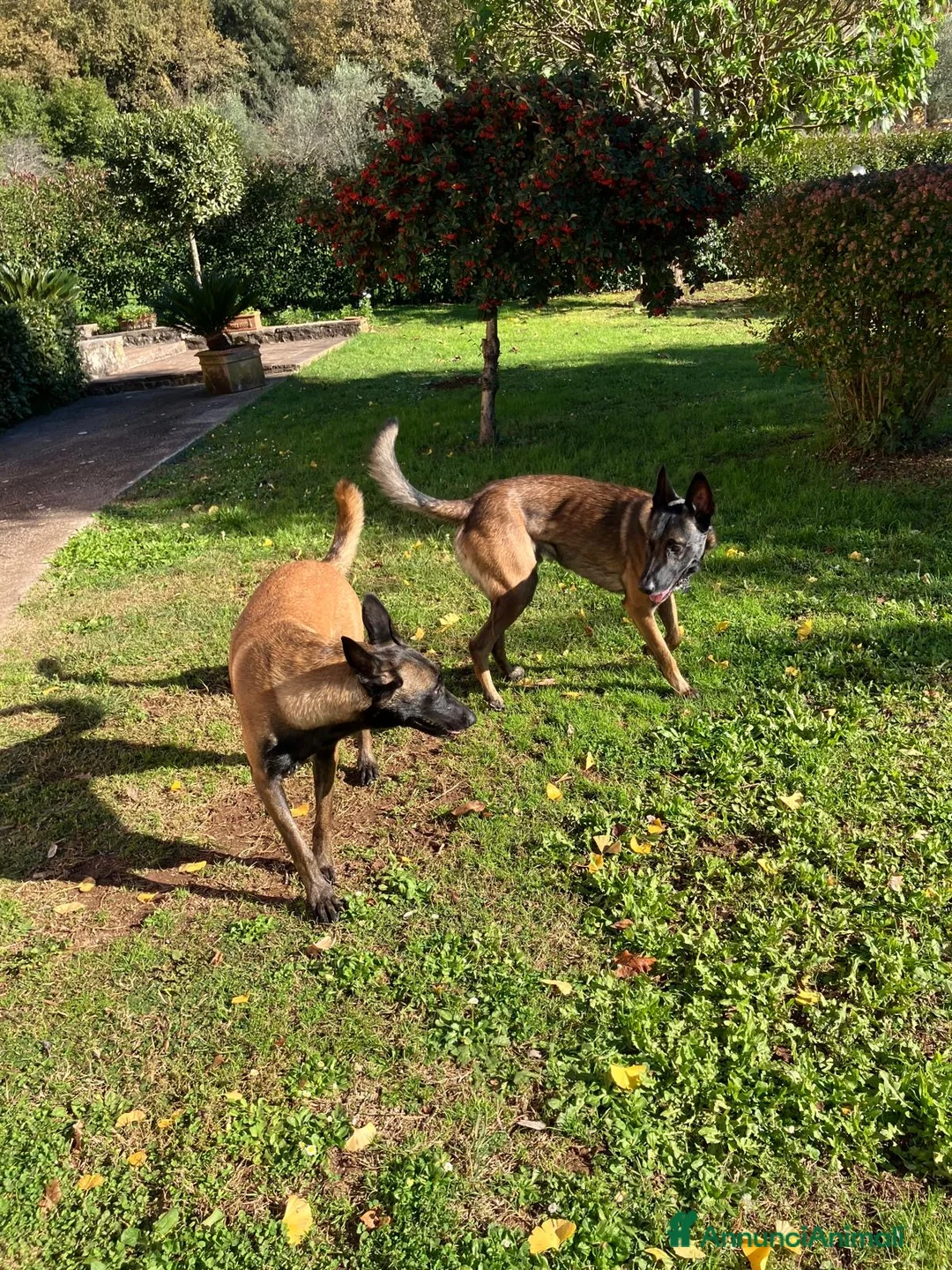 Pastore Belga cani in vendita: Malinois Pastore Belga splendida cucciolata  - Annuncio 4