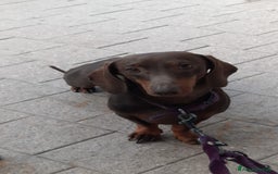 Bassotto cani per accoppiamento: Fergus e Dante cercano fidanzata 🌸 a Provincia di Pavia - Immagine 5