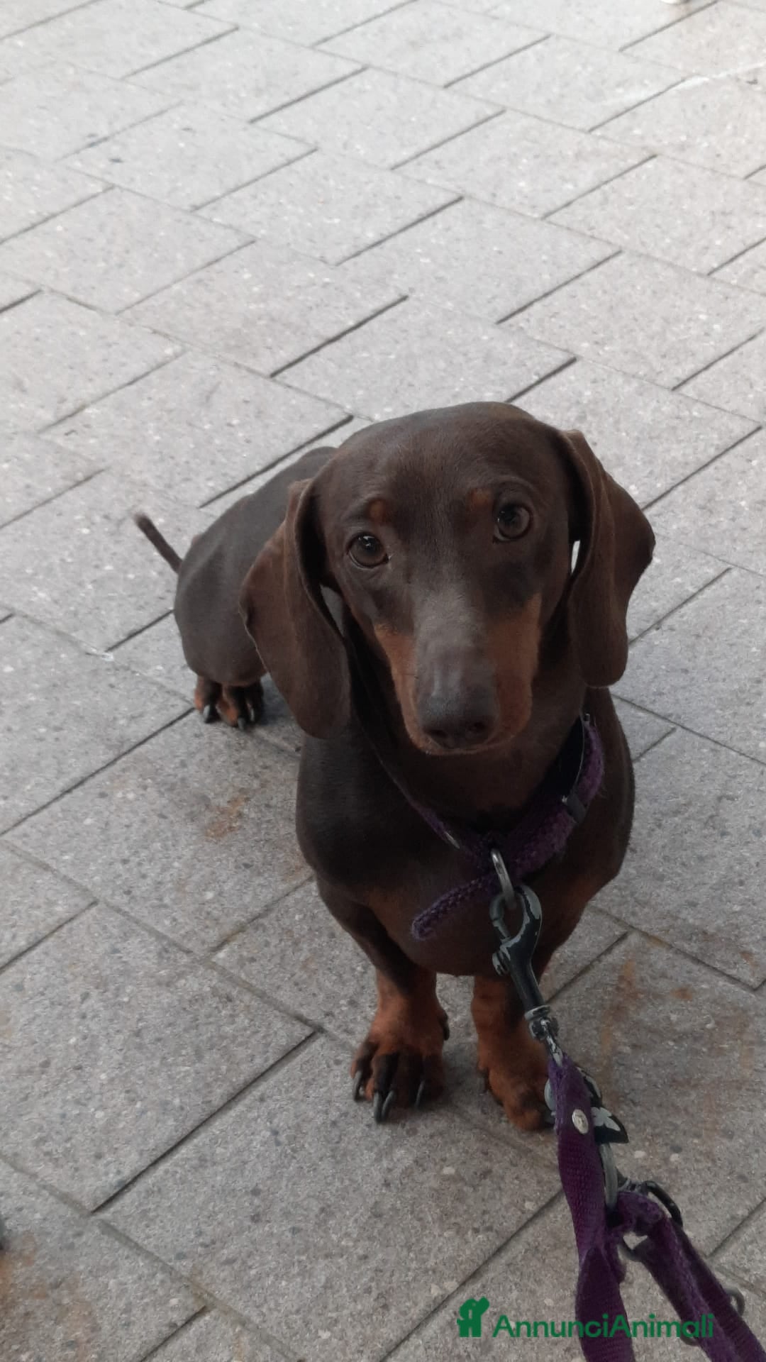 Bassotto cani per accoppiamento: Fergus e Dante cercano fidanzata 🌸 a Provincia di Pavia - Immagine 5