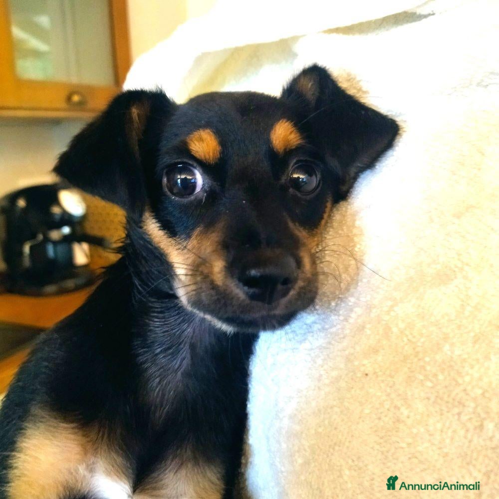 Meticcio cani CUCCIOLA TG P  - Annuncio 42