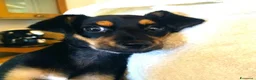 Meticcio cani in regalo: CUCCIOLA TG P  - Annuncio 1