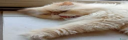 Persiano gatti in regalo: Gatti persiani a Provincia di Trieste - Annuncio 2