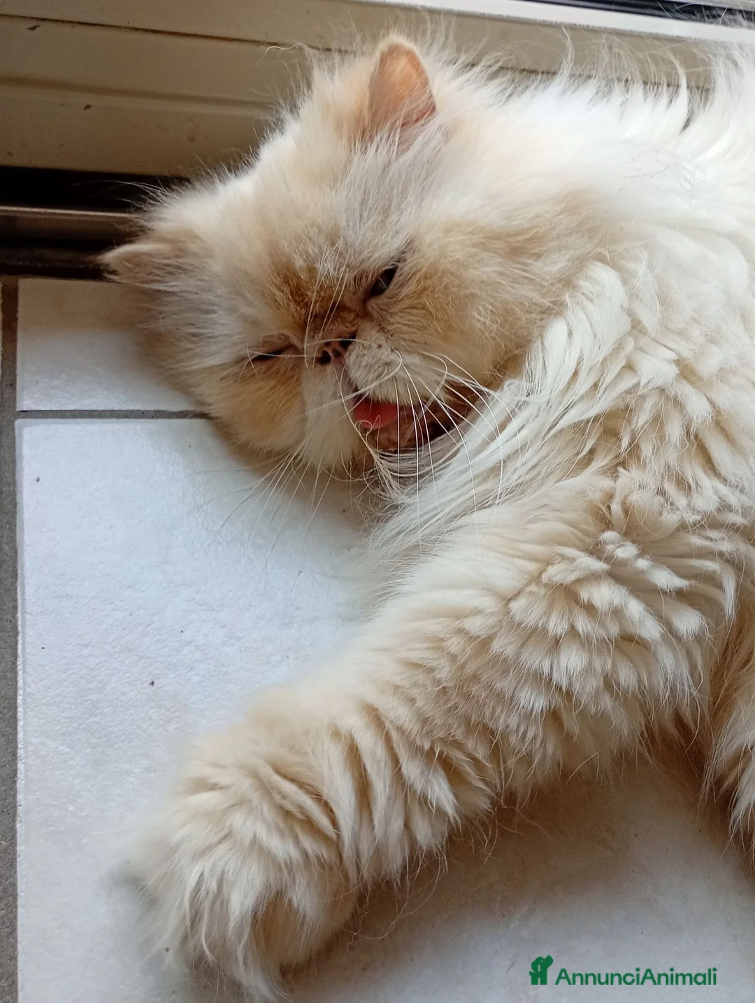 Persiano gatti in regalo: Gatti persiani a Provincia di Trieste - Annuncio 2