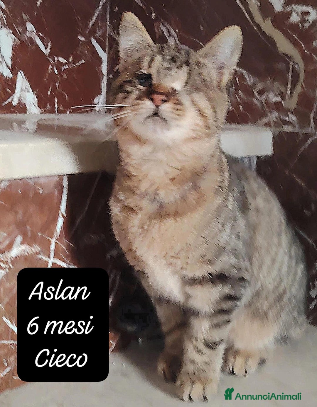 Altre razze gatti in regalo: Gattini desiderosi di trovare famiglia  - Annuncio 6