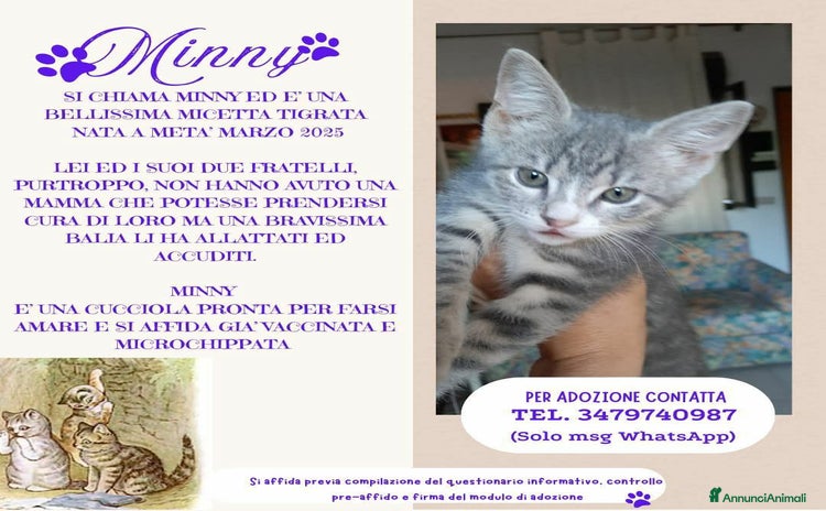 Europeo gatti a Lecco - Annuncio 8