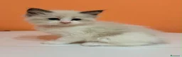 Ragdoll gatti in vendita: cuccioli di ragdoll - Annuncio 16