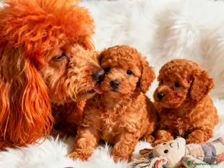 Barboncino cani Barboncini Nani disponibili con Pedigree ENCI - Annuncio 3