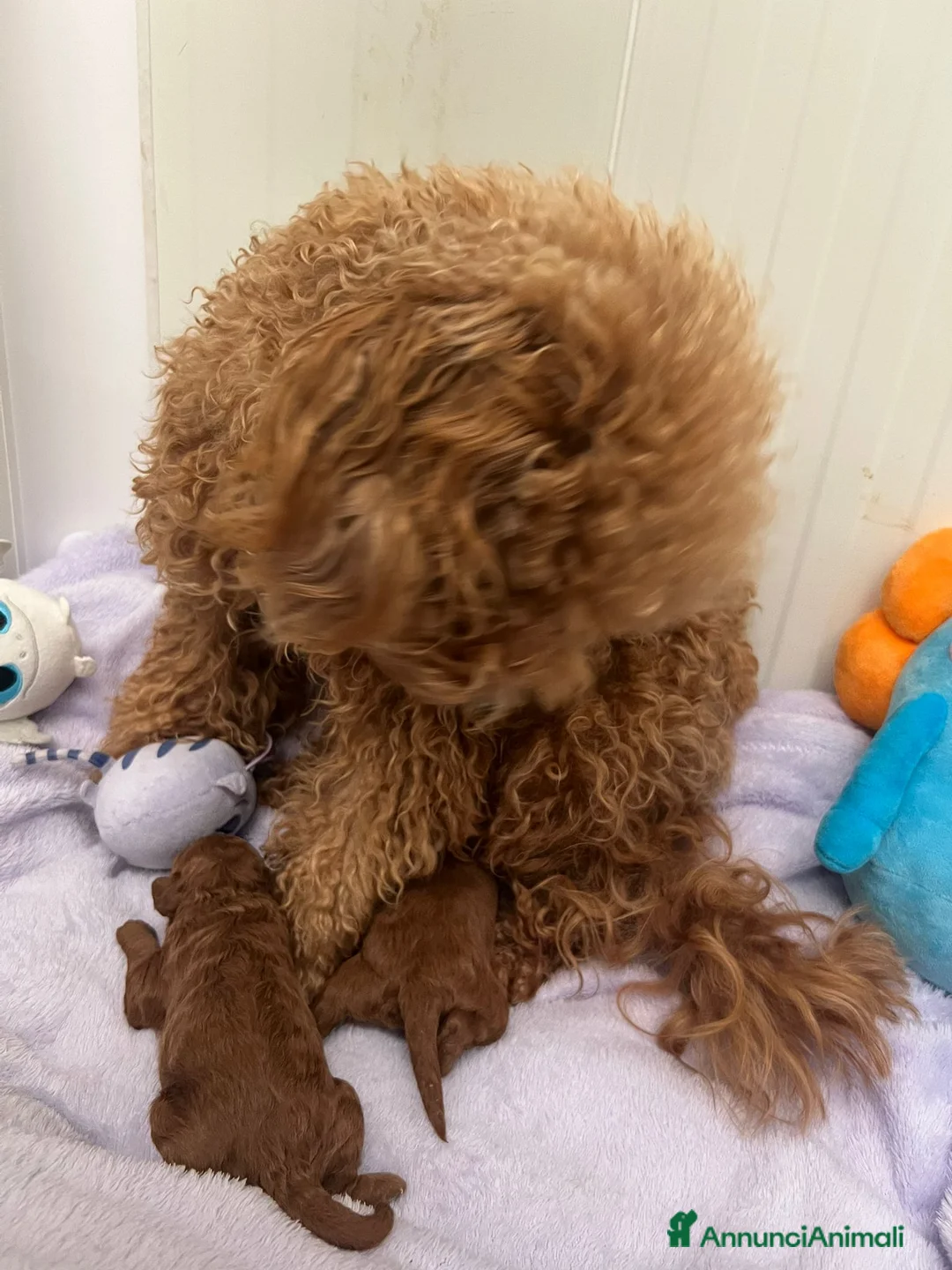 Barboncino Toy cani in vendita: Barboncini Toy red Abruzzo - Annuncio 2