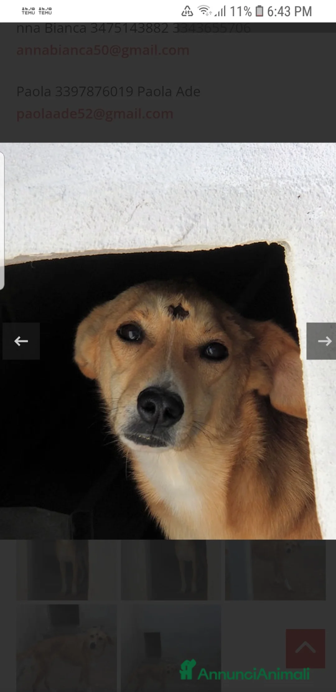 Meticcio cani in regalo: ADO.💔:3anni,quasi tt in box, salvo x mirac.dafung - Annuncio 2