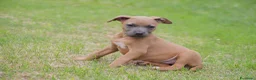 Pitbull cani in vendita: Cuccioli Pit Bull pronta consegna anche a rate - Annuncio 32