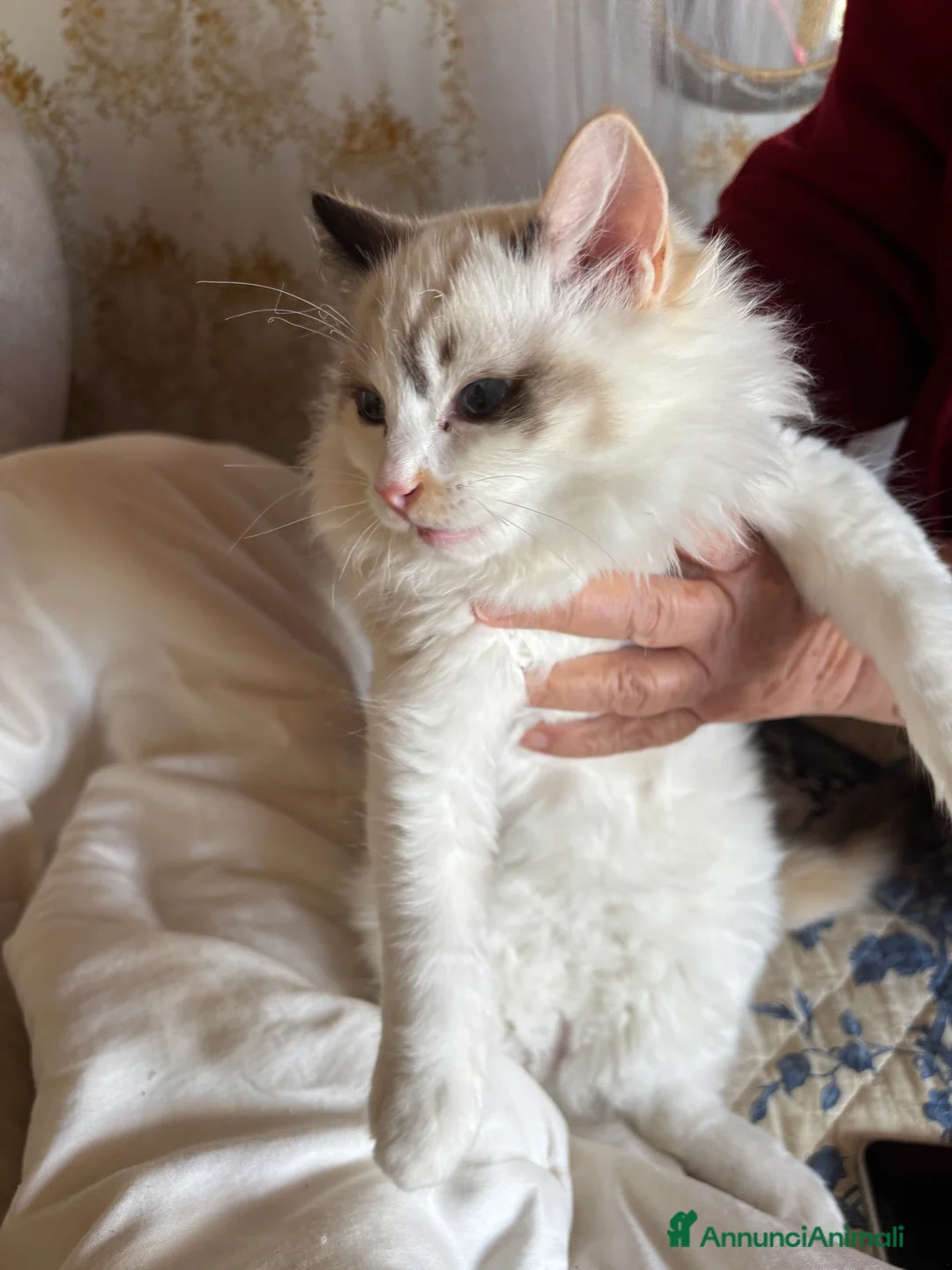 Ragdoll gatti in vendita: Splendida gattina Ragdoll seal tortie mitted - Annuncio 6