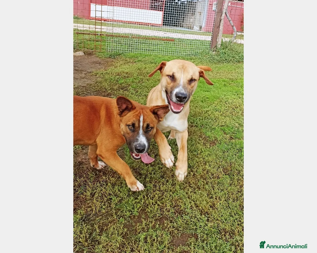 Meticcio cani in regalo: Il piccolo Charles merita di crescere in famiglia a Latina - Annuncio 4