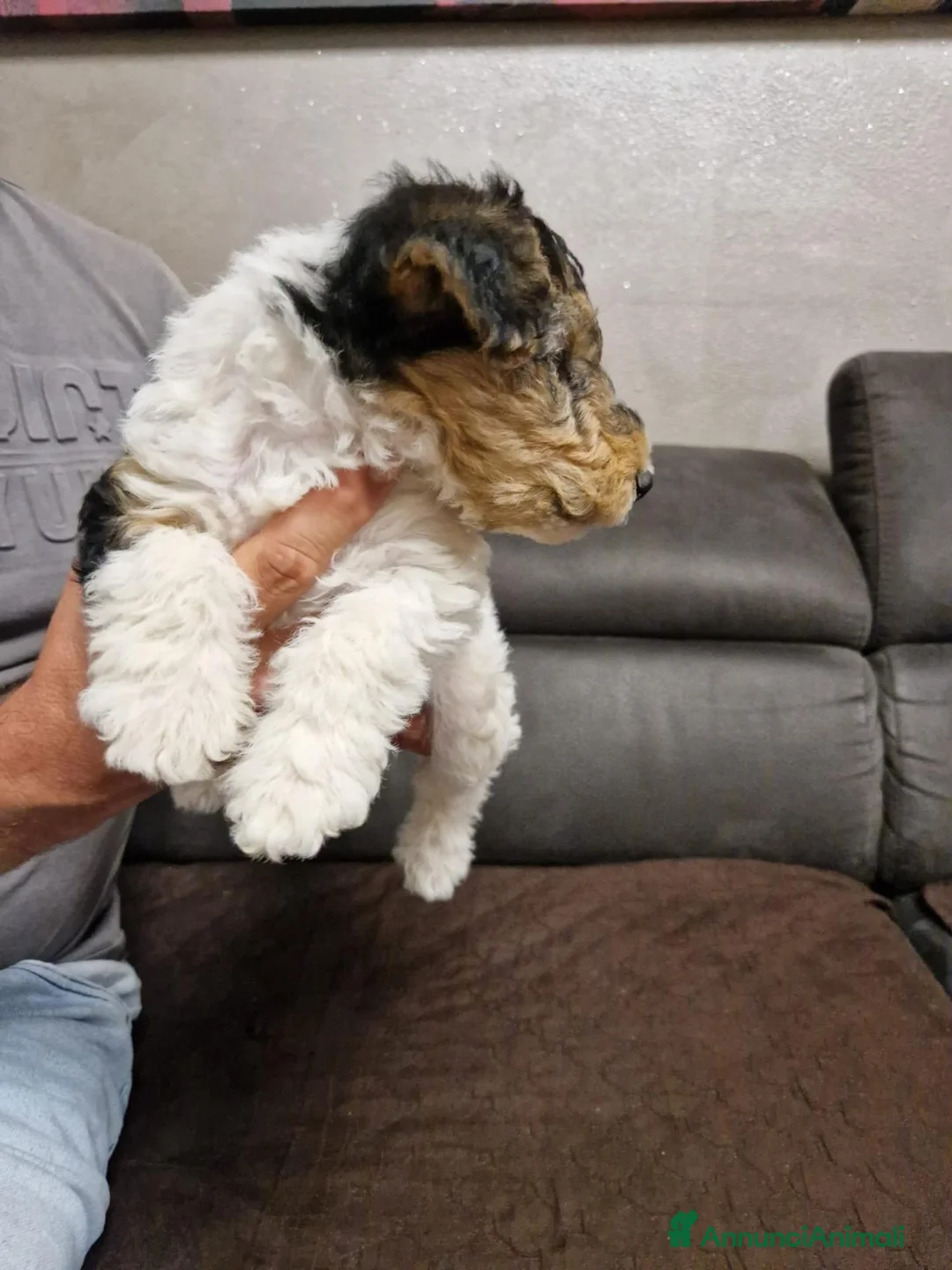 Fox Terrier cani in vendita: Fox terrier a pelo ruvido - Annuncio 9