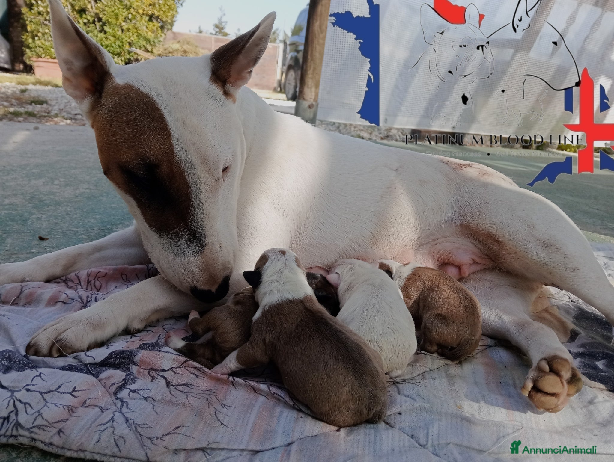 Bull Terrier Mini cani Bull Terrier Miniature  - Annuncio 1