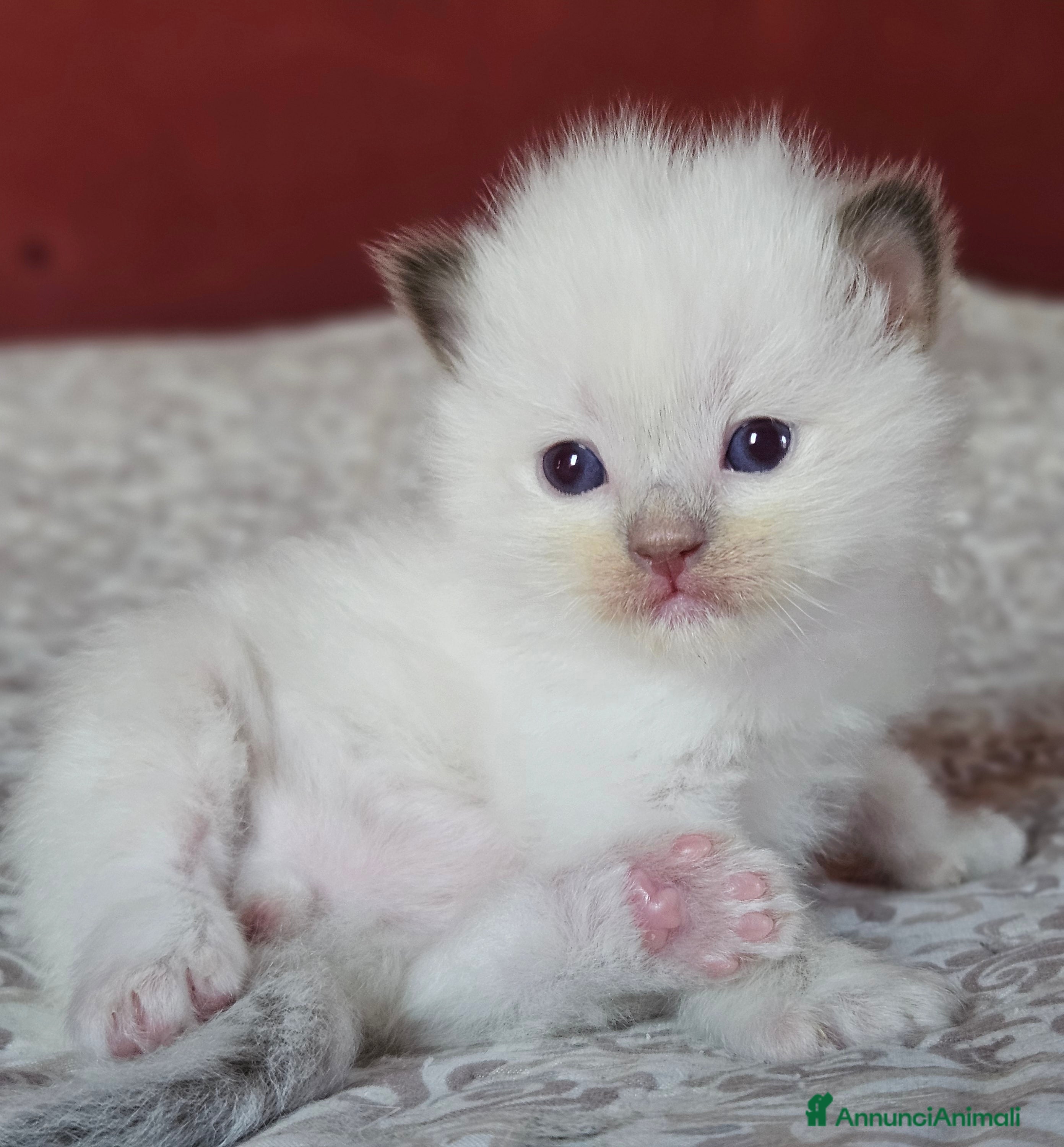 Ragdoll gatti in vendita: Meravigliosa cucciolata Ragdoll  - Annuncio 1