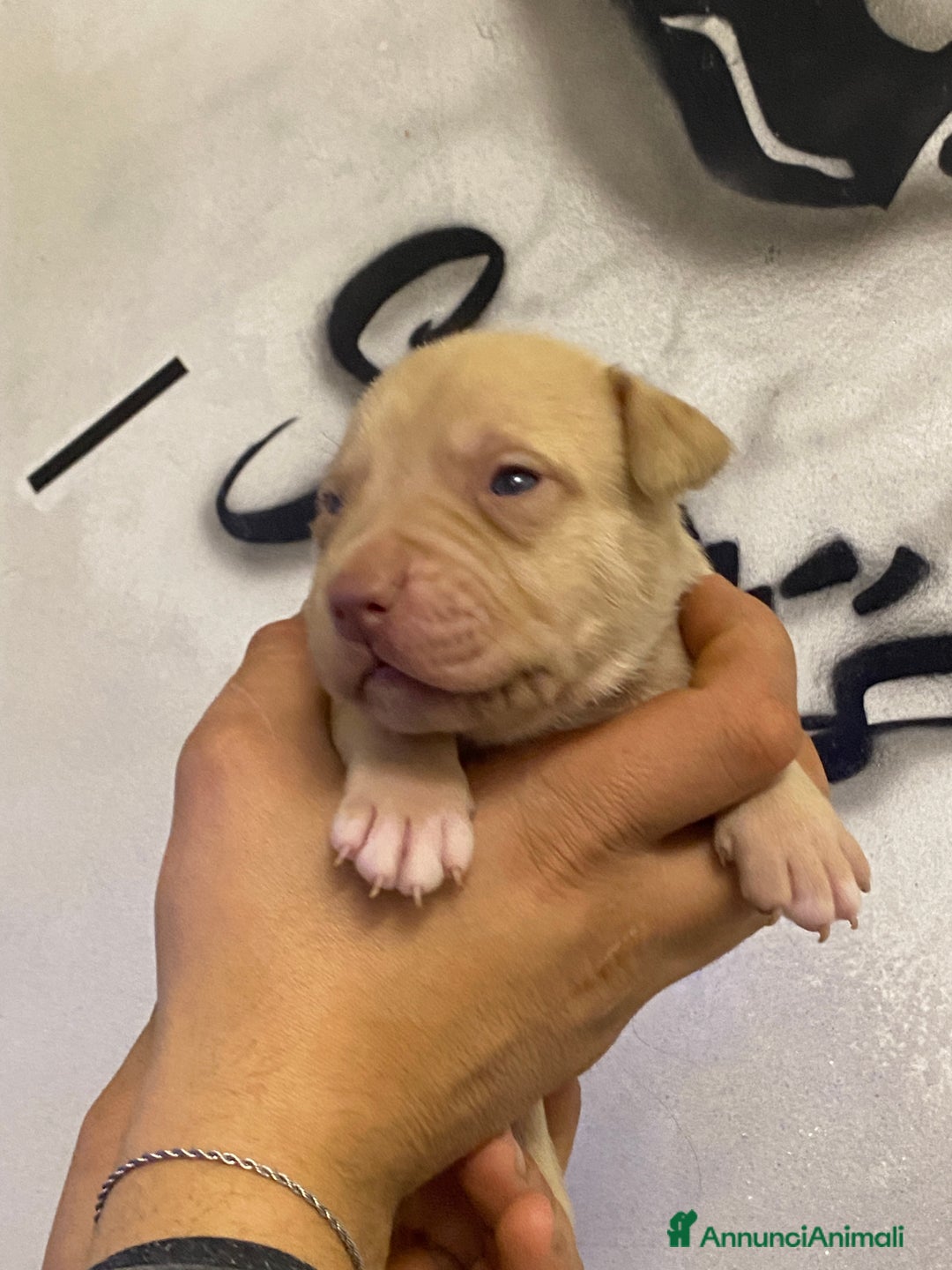 Pitbull cani in vendita: Cuccioli di Pitbull UKC con Pedigree  - Annuncio 7