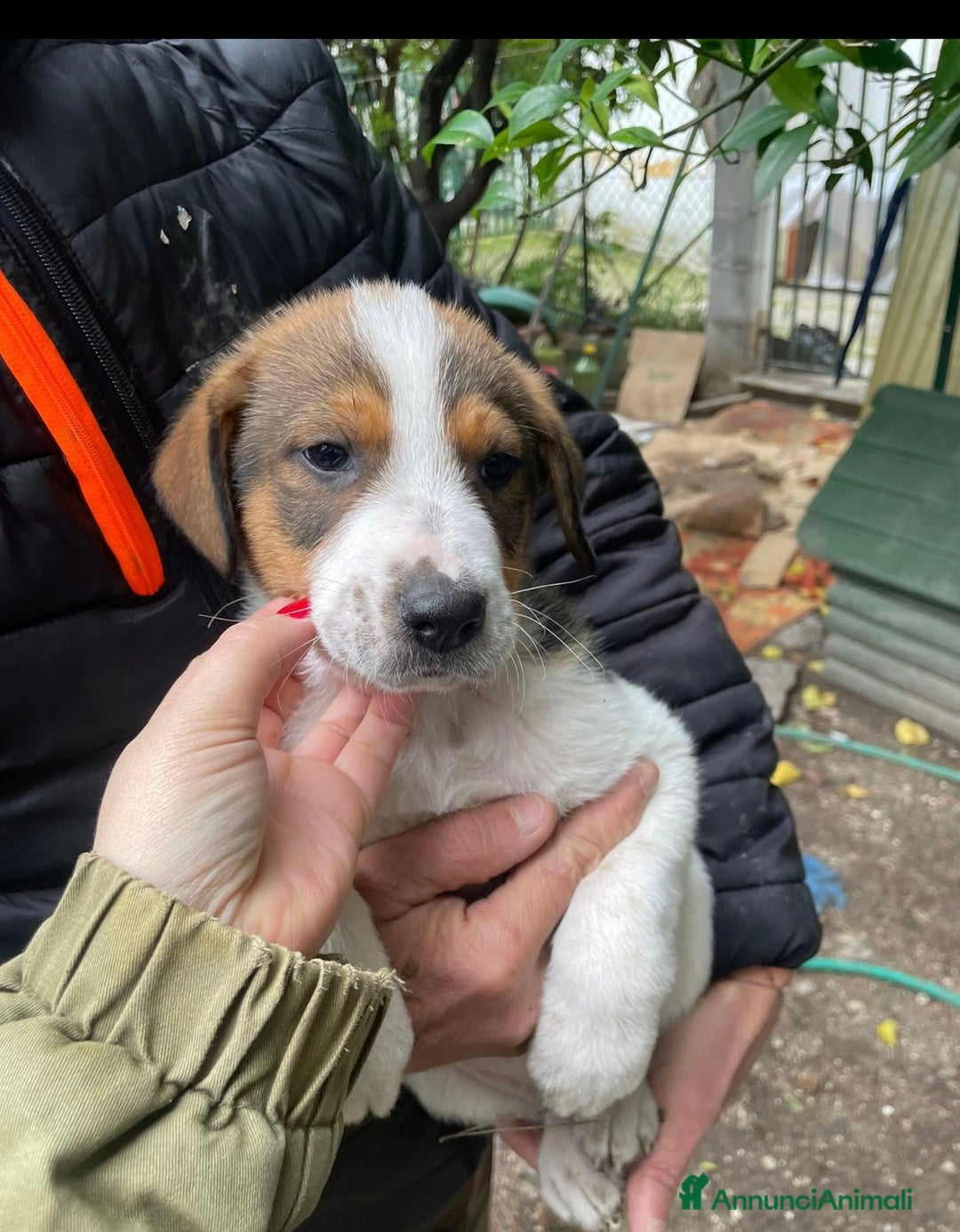 Meticcio cani in regalo: Dory e Tommy due cuccioli meravigliosi  - Annuncio 8