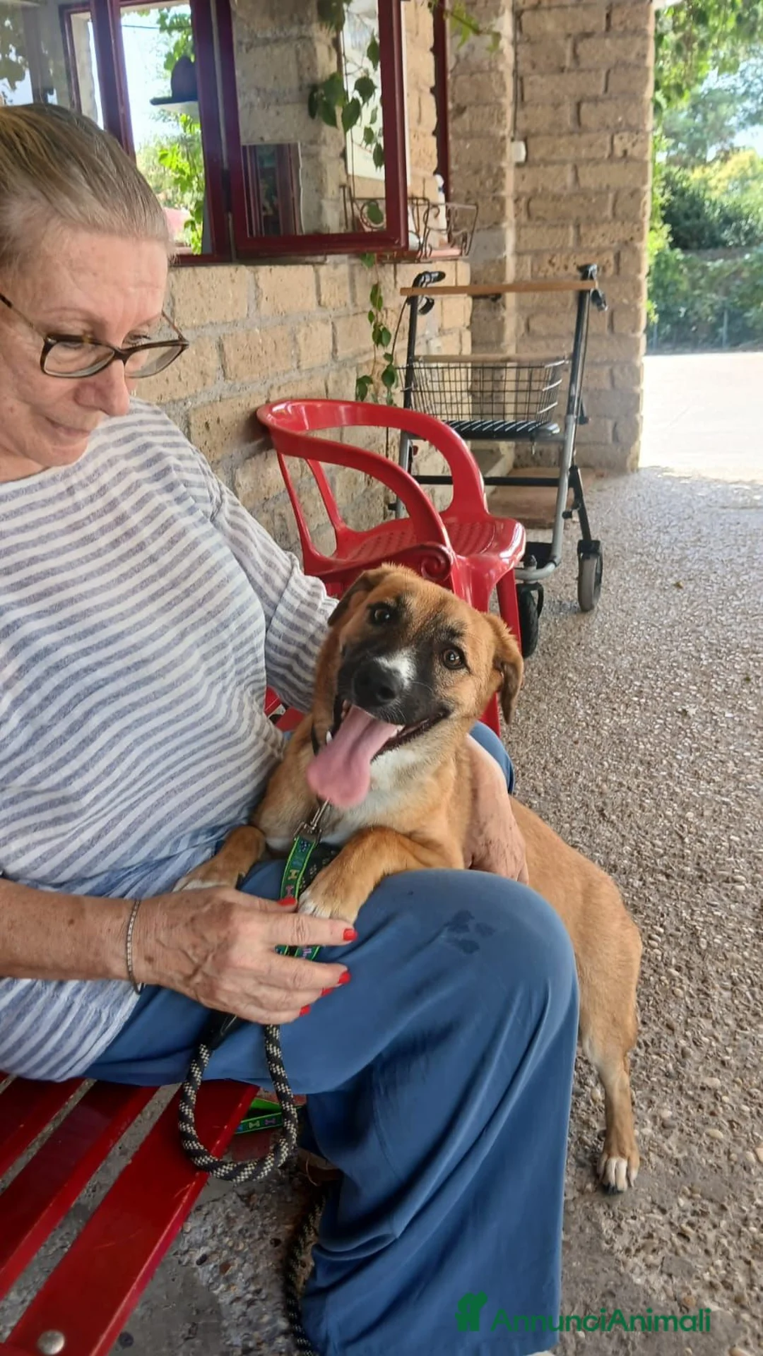 Meticcio cani in regalo: ANNIE TAGLIA MEDIO PICCOLA CERCA L'AMORE VERO - Annuncio 2