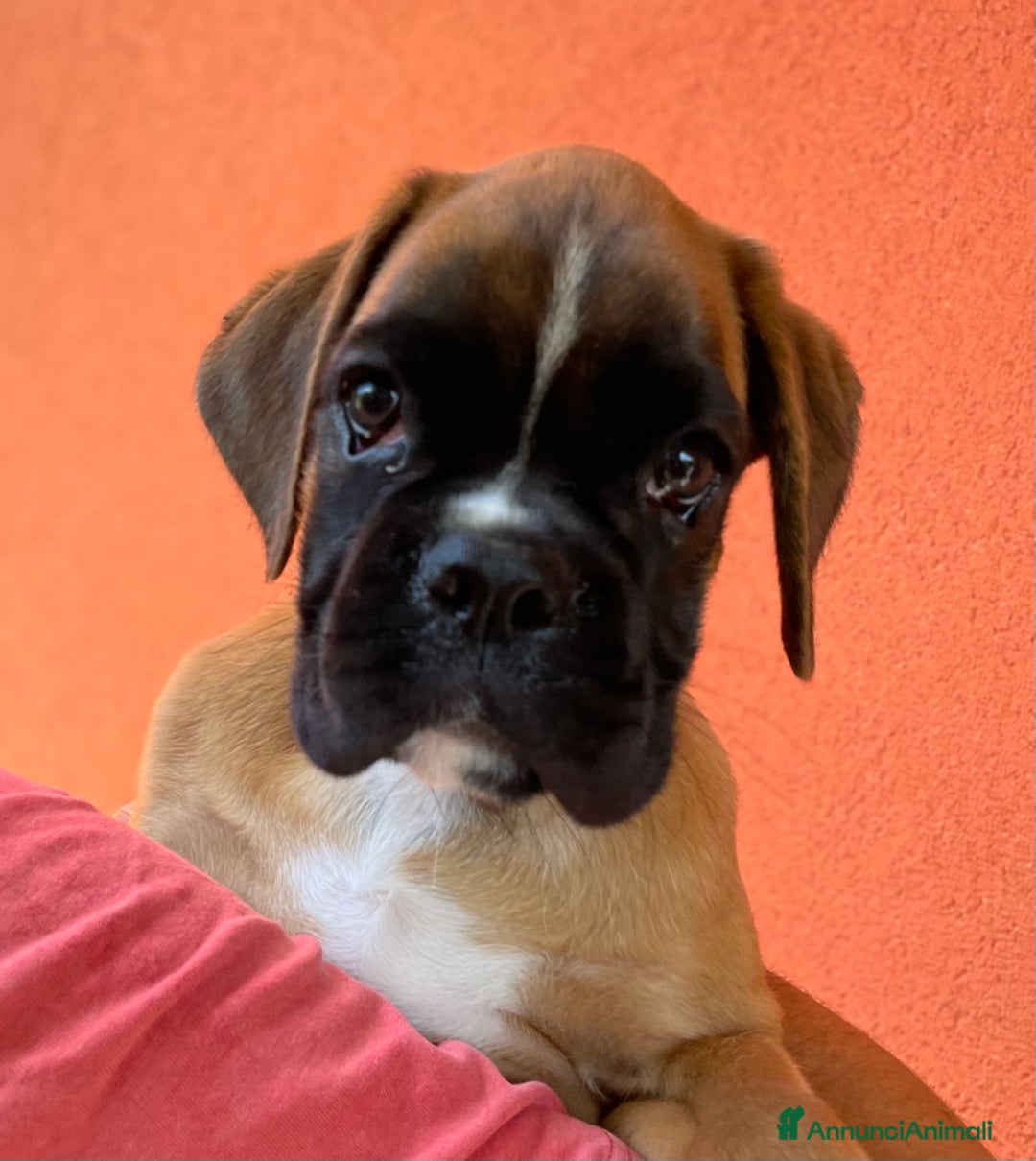 Boxer cani in vendita: Femmina Boxer tigrata a Città Metropolitana di Venezia - Immagine 3