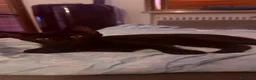 Altre razze gatti in regalo: Gattini  - Annuncio 12