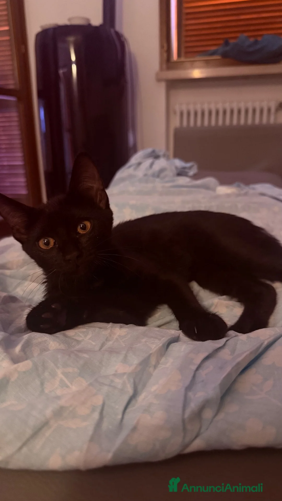 Altre razze gatti in regalo: Gattini  - Annuncio 12