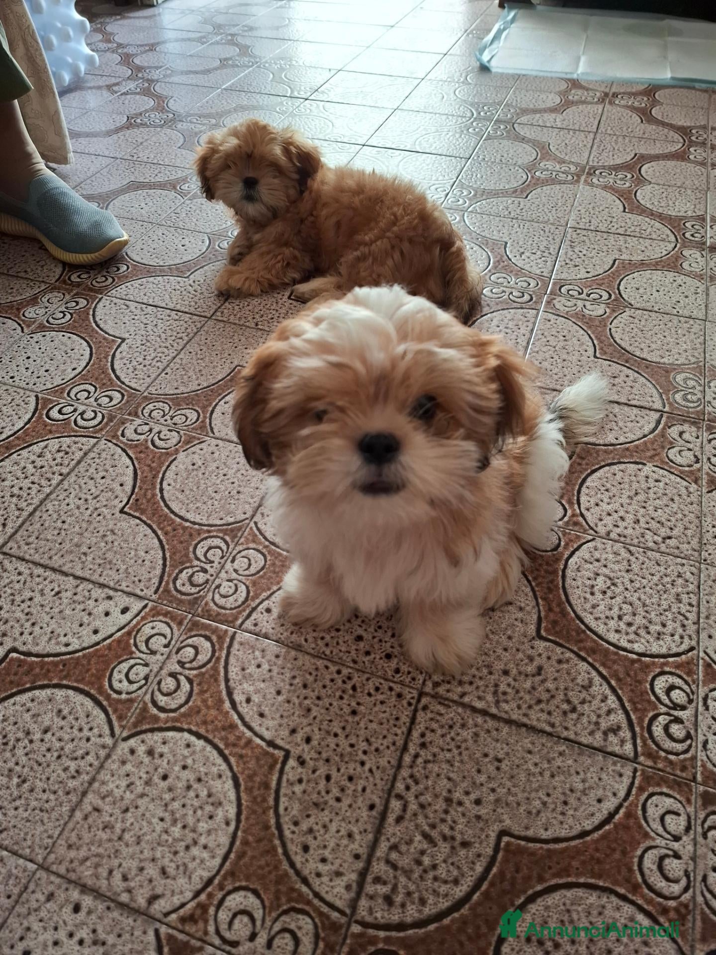 Shih Tzu cani Vendita cucciolo - Annuncio 1