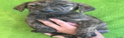 Meticcio cani in regalo: Dolcissimi cuccioli 4 maschi e 3 femmine  a Città Metropolitana di Firenze - Annuncio 2