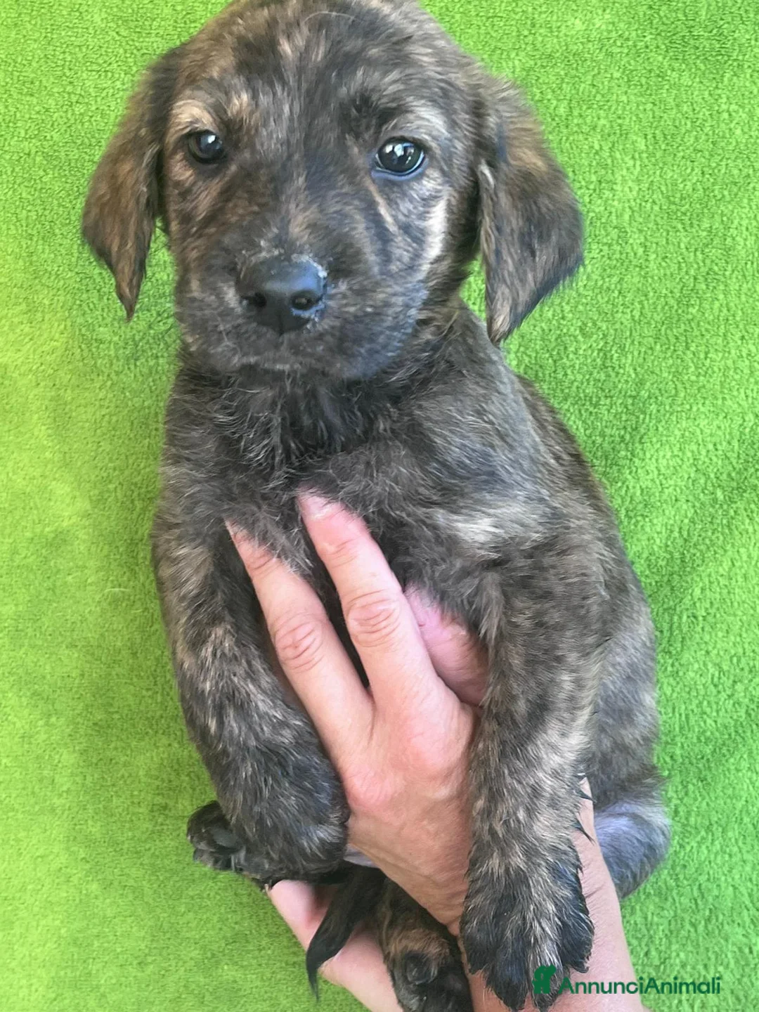Meticcio cani in regalo: Dolcissimi cuccioli 4 maschi e 3 femmine  a Città Metropolitana di Firenze - Annuncio 2
