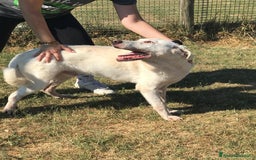 Labrador cani in regalo: BOSTON, OCCHI DOLCISSIMI a Provincia di Latina - Immagine 4